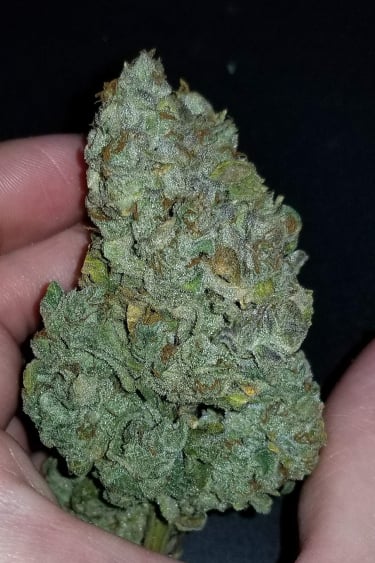 Instagram CBD Auto 11 CBD Crack