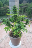 Instagram Papaya Cookies Auto™