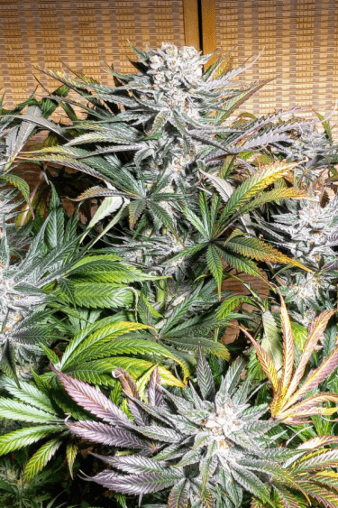 Instagram Gorilla Cookies FF