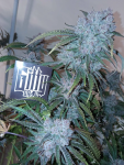 Instagram Cherry Cola Auto