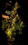 Instagram Strawberry Gorilla Auto