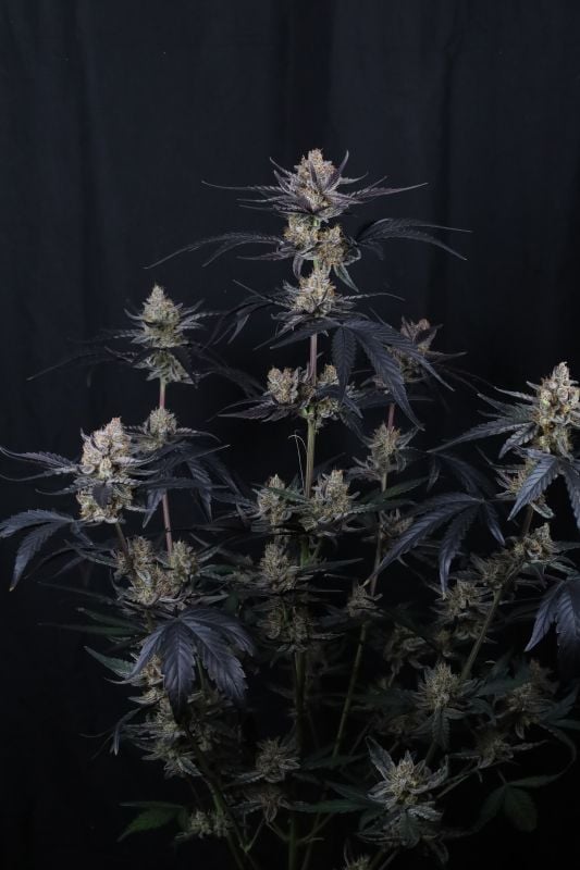 Instagram Guava Runtz Auto