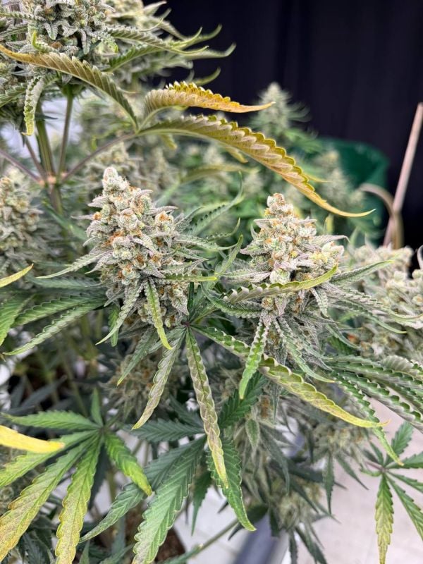 Instagram OG Kush Auto