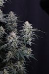 Instagram Garlic Mint Sherbet Auto™