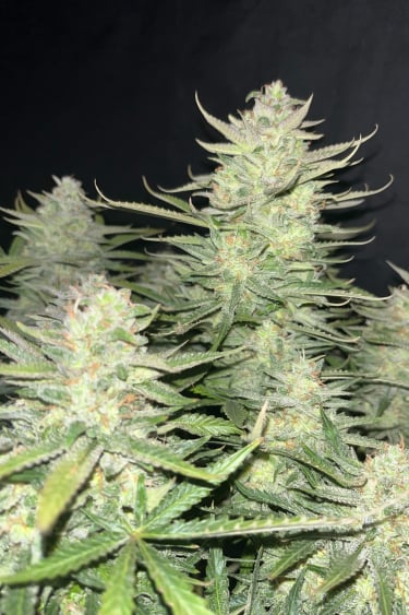 Instagram Strawberry Banana Auto