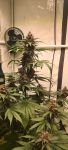 Instagram Lemon Cherry Cookies Auto