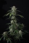 Instagram Banana Guava Auto™