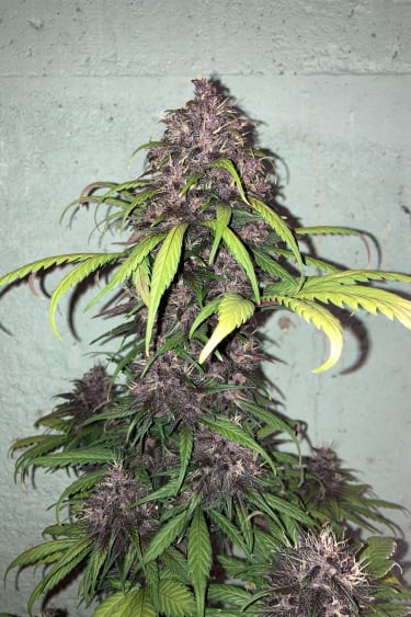 Instagram Fastberry Auto