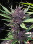 Instagram LSD-25 Auto