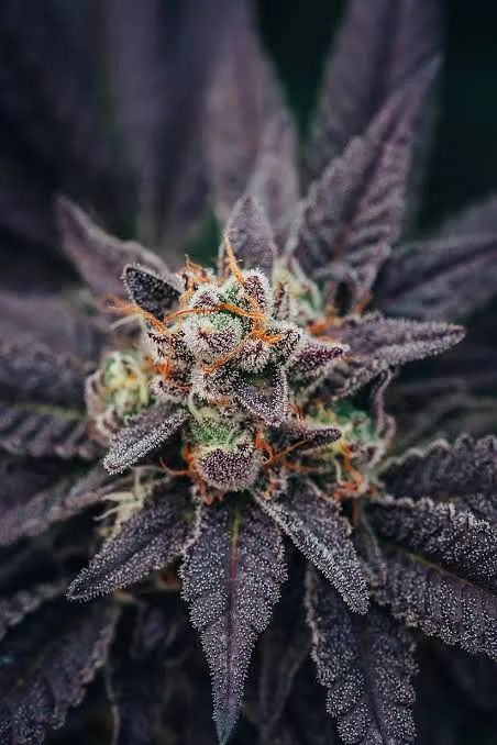 Instagram Biscotti Gelato