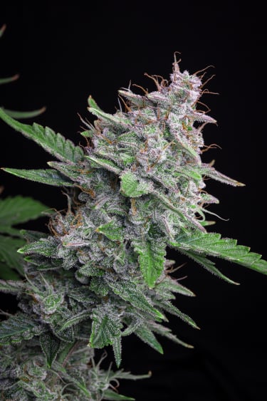 Instagram Sour Diesel Auto