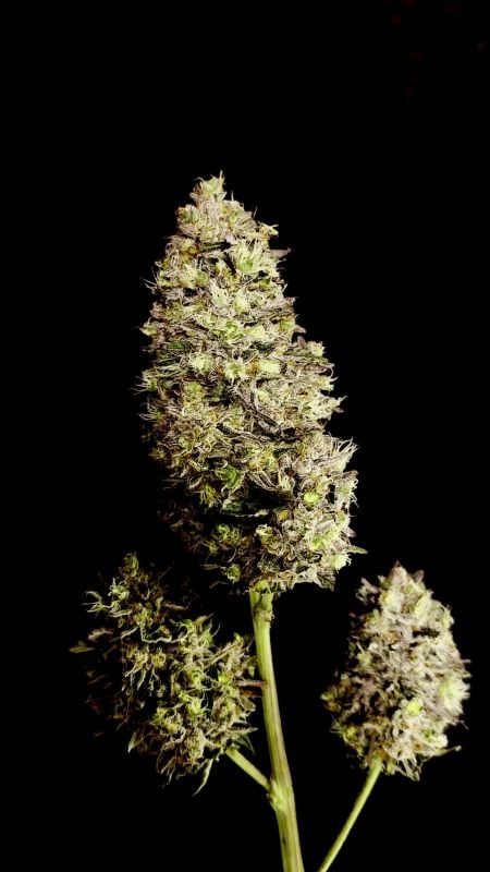 Mendo Guava Auto @Seniordodo79 DIS 9