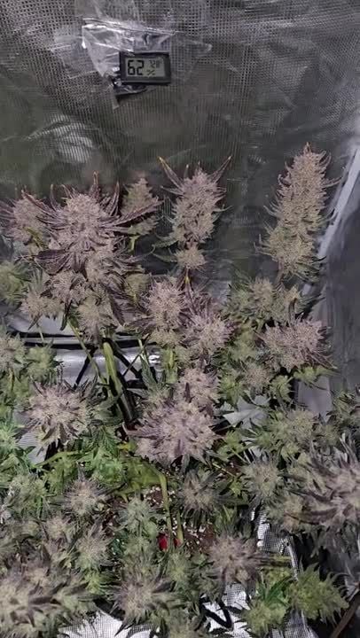 Guava Auto RF3 @Chrisbowa GD 3