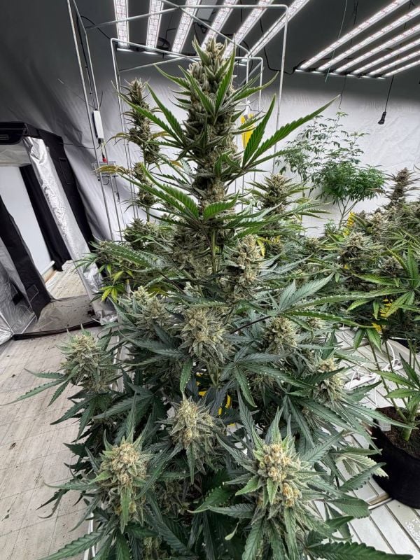 Instagram BubbleGum Auto