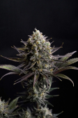Instagram GG4 Sherbet FF