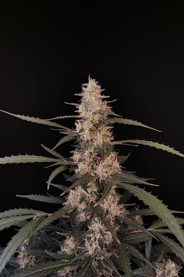 Instagram Amnesia Haze Auto