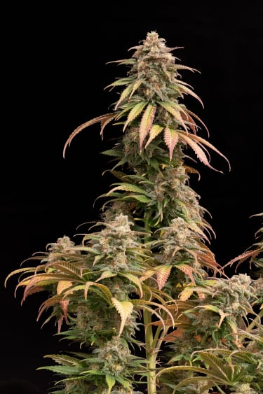 Instagram Orange Sherbet FF