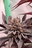 Instagram Purple Lemonade FF