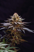 Instagram Gorilla Melon™