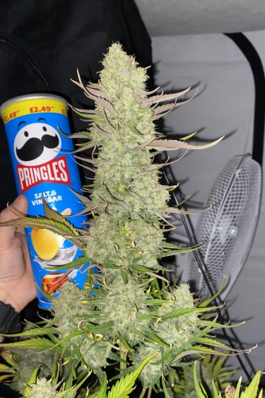 Instagram Gorilla Z Auto