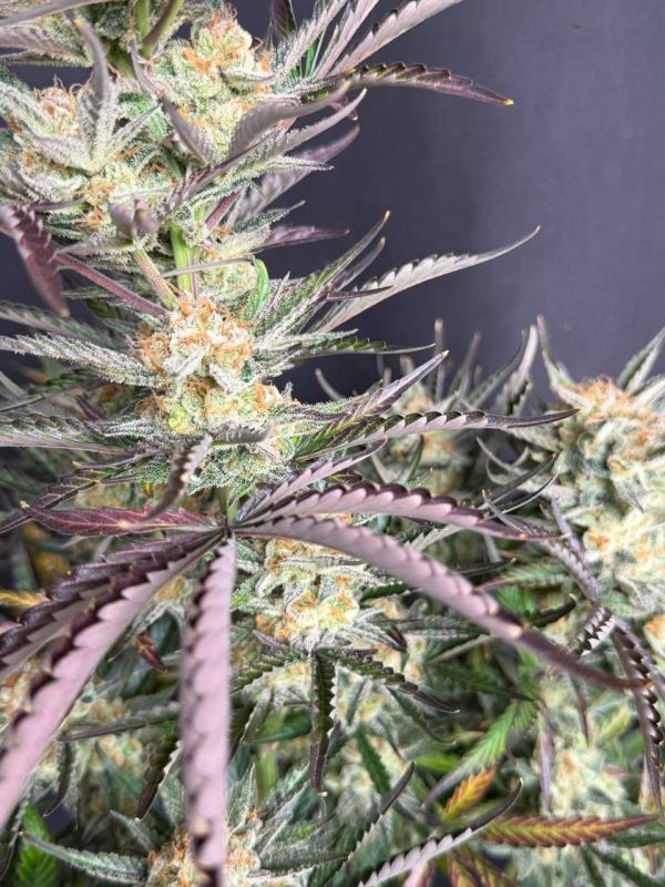 Instagram Blueberry Auto