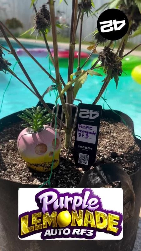 Purple Lemonade Auto RF3 @mota_buddies IG 2 