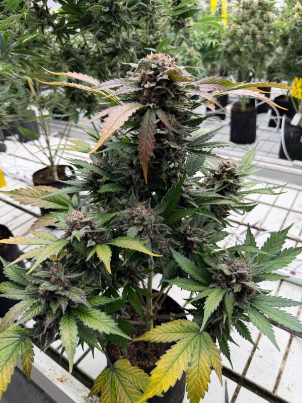 Instagram Sour Diesel Auto