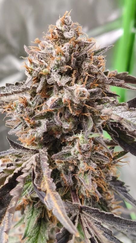 Instagram Guava Runtz Auto