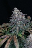 Instagram Tropicana Cookies FF