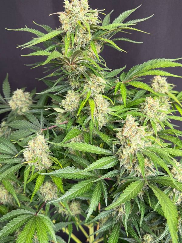 Instagram Moby Dick Auto