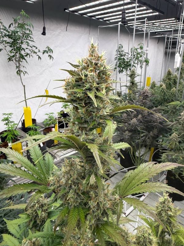Instagram Chemdawg Auto