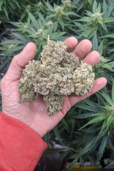 Instagram Stardawg Auto