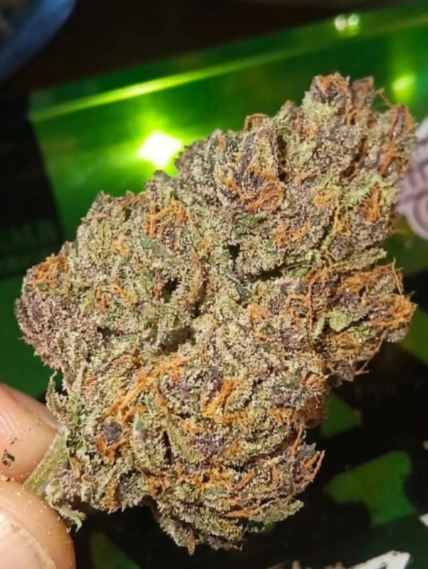 AUTO | Mendo Guava Auto™