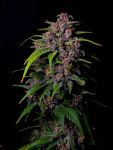 Instagram Banana Purple Punch Auto RF3™