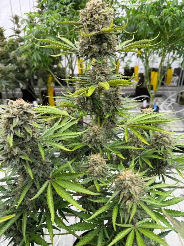Instagram Cinderella Auto