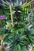 Instagram Purple Punch Auto