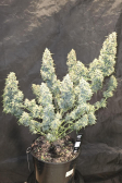 Instagram Gorilla Cookies Auto