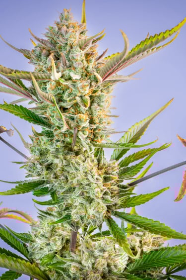 Instagram Gorilla Cookies Auto