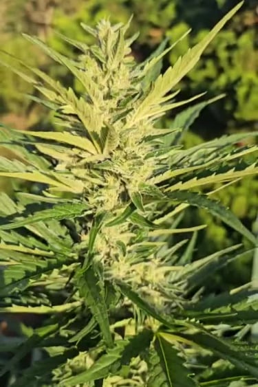 Strawberry Gorilla Auto