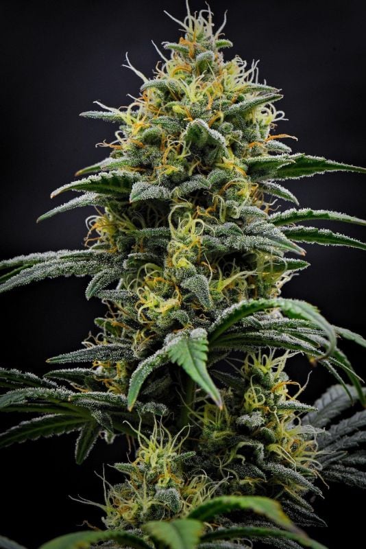 AUTO | Mendo Cherry Cookies Auto™