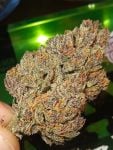 Instagram Mendo Guava Auto™
