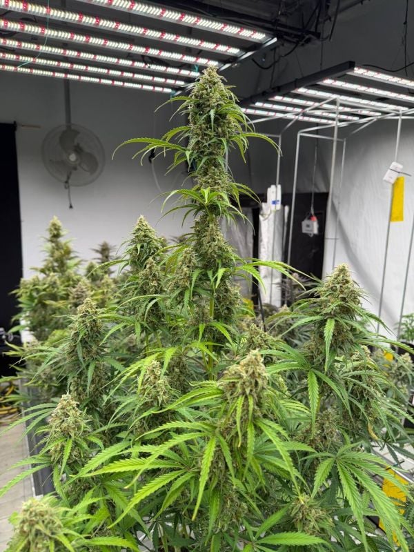 Instagram Jack Herer Auto