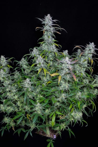 Instagram Forbidden Runtz Auto