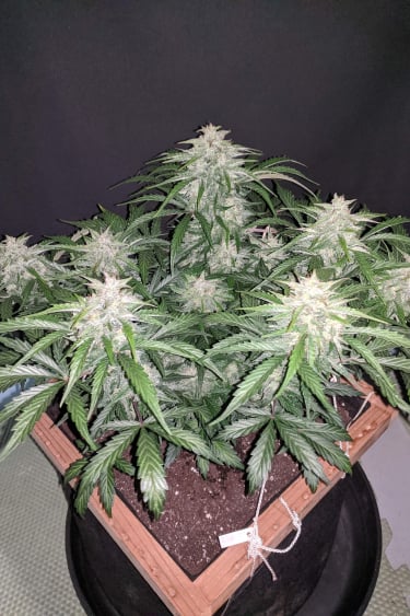 Instagram CBD Auto 201