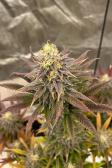Instagram Gorilla Cookies FF
