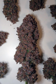Instagram Purple Lemonade Auto