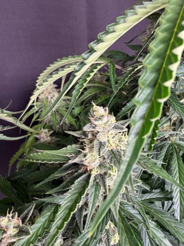 Instagram Northern Lights Auto