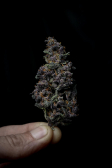 Instagram LSD-25 Auto