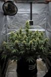Instagram Mendo Cherry Cookies Auto™