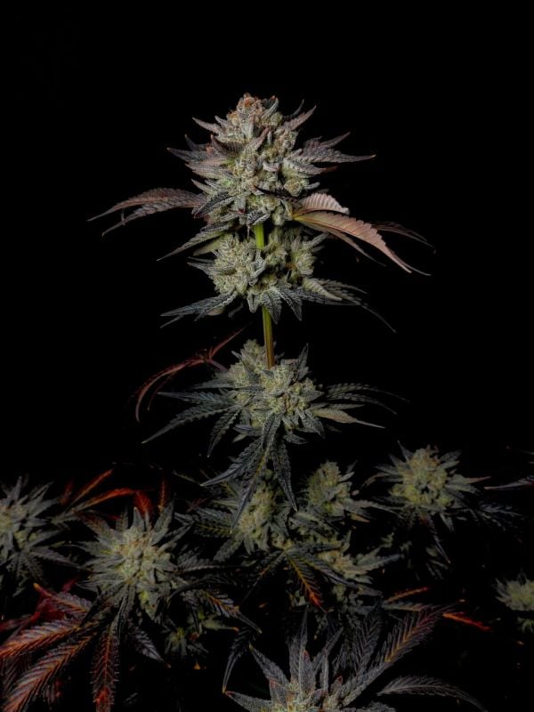 Instagram Mendo Frost Auto